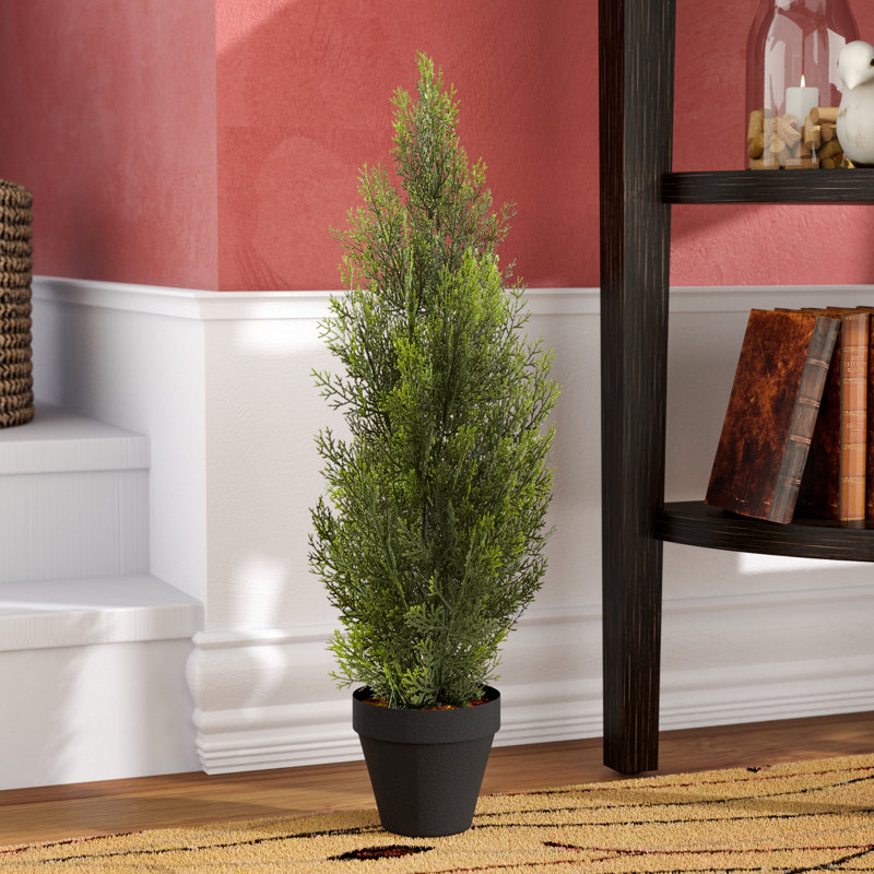 Millwood Pines Mini Cedar Pine Tree in Pot & Reviews Wayfair.ca